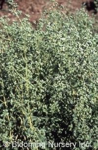 Origanum vulgare 'Kaliteri'